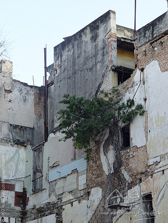 El Arbol en las Ruinas