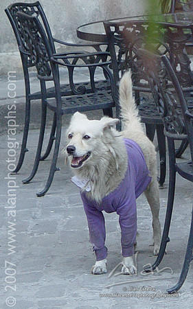 Perro abrigado